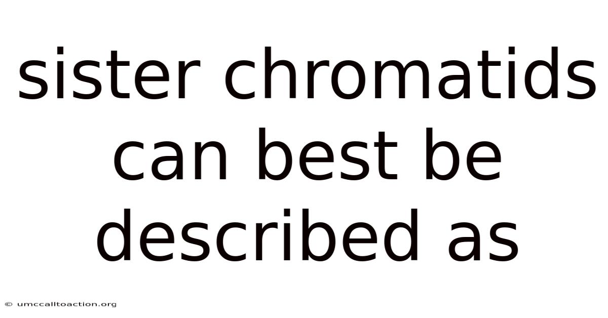 Sister Chromatids Can Best Be Described As