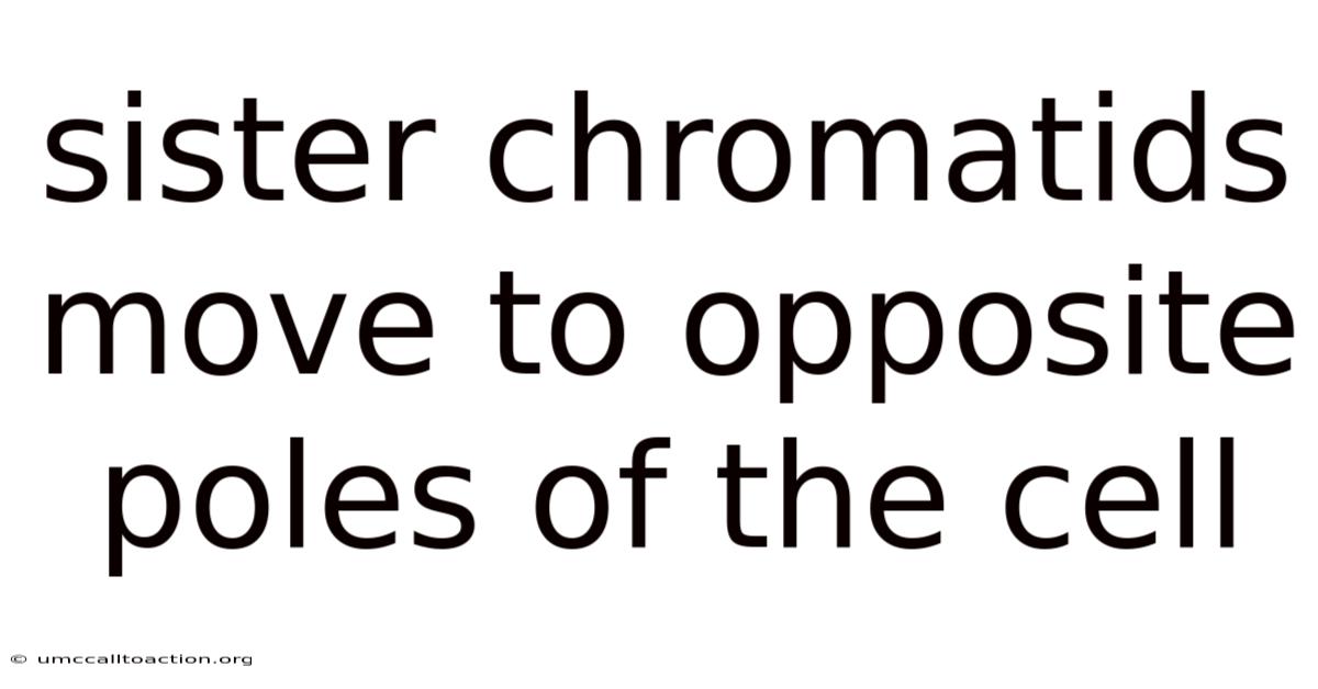 Sister Chromatids Move To Opposite Poles Of The Cell