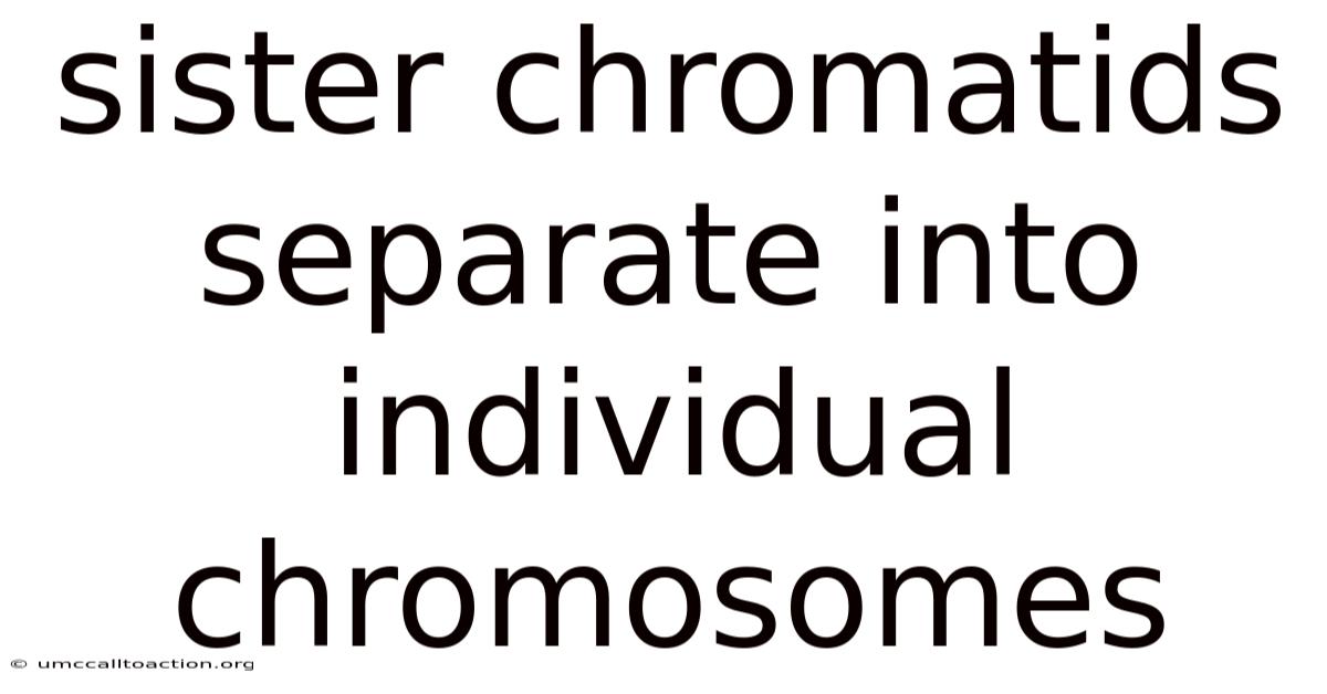 Sister Chromatids Separate Into Individual Chromosomes