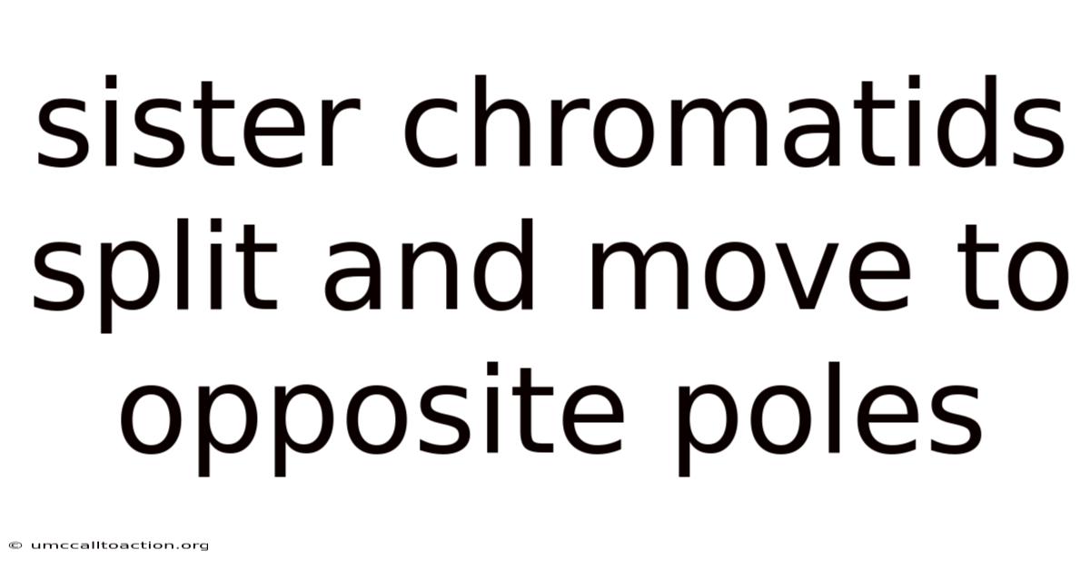 Sister Chromatids Split And Move To Opposite Poles