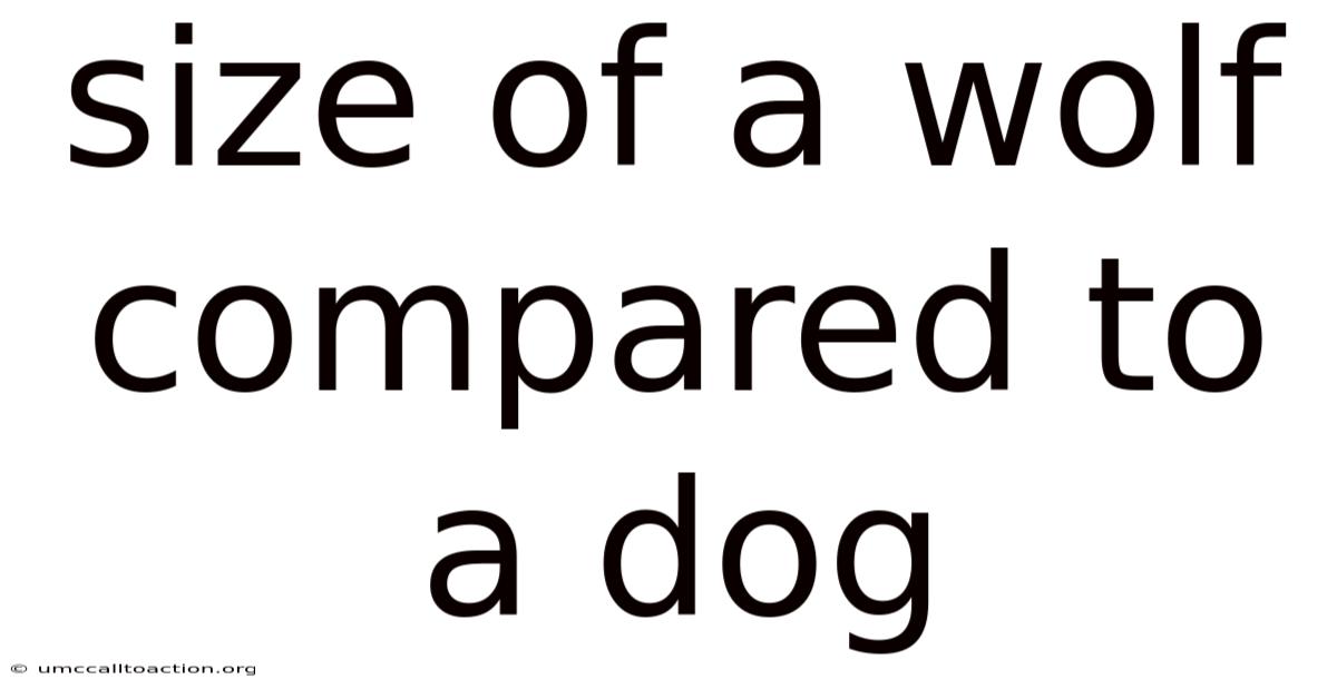 Size Of A Wolf Compared To A Dog