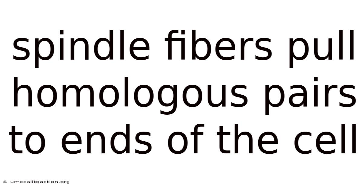 Spindle Fibers Pull Homologous Pairs To Ends Of The Cell