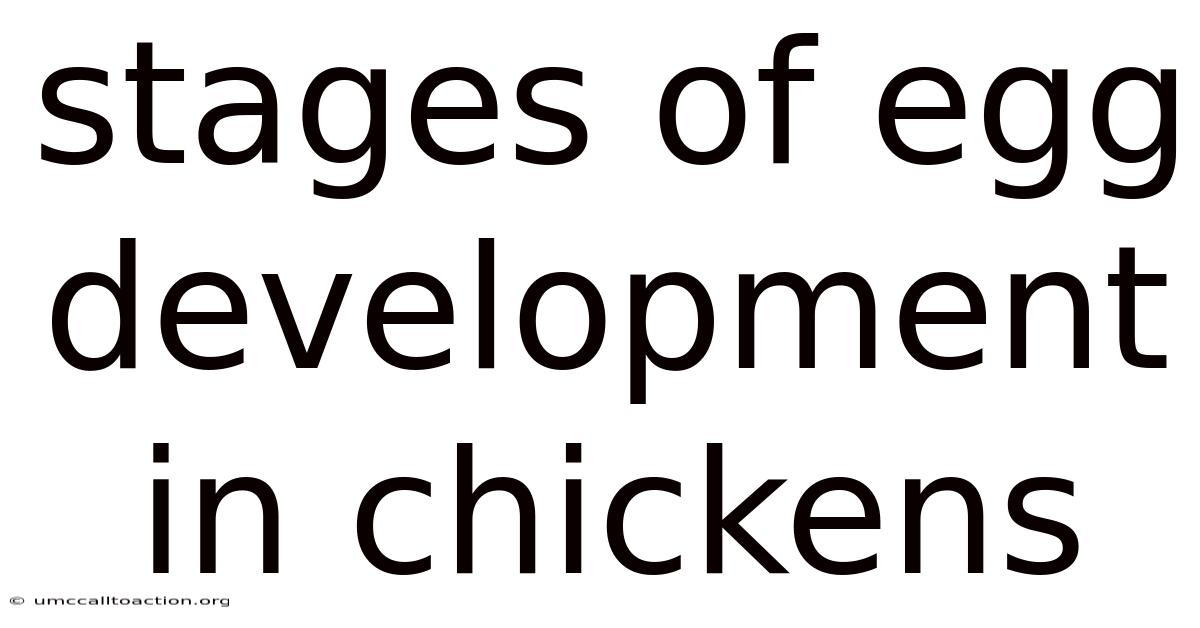 Stages Of Egg Development In Chickens