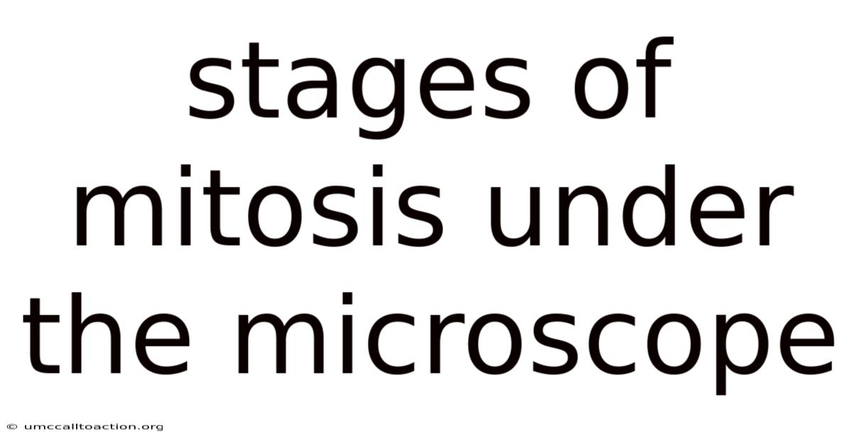 Stages Of Mitosis Under The Microscope