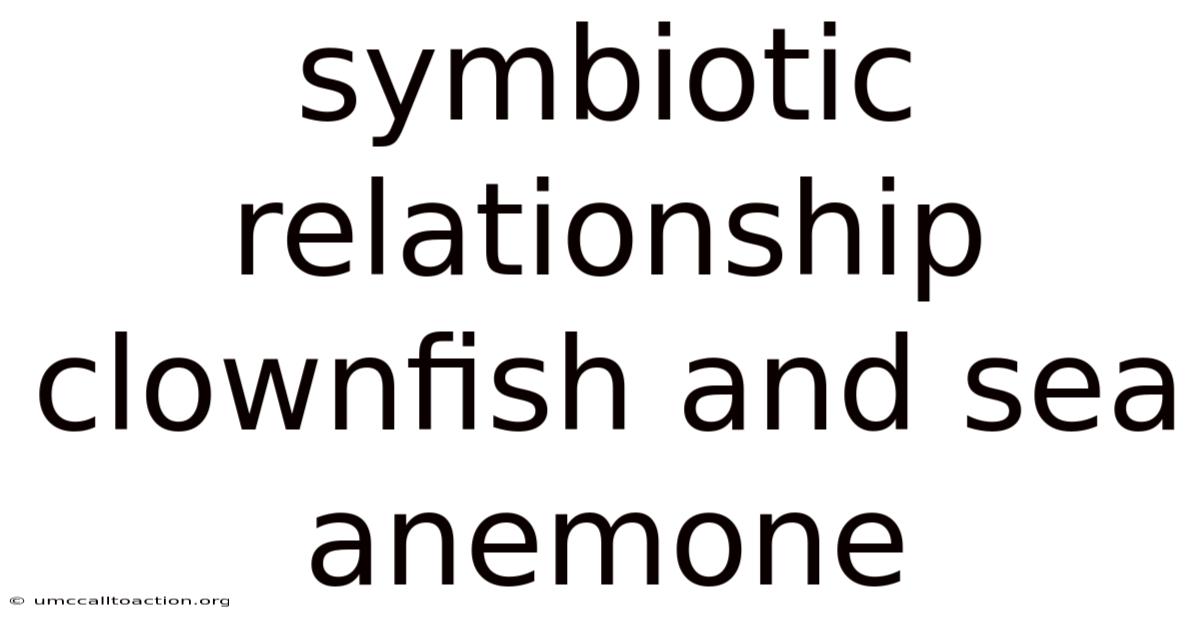 Symbiotic Relationship Clownfish And Sea Anemone