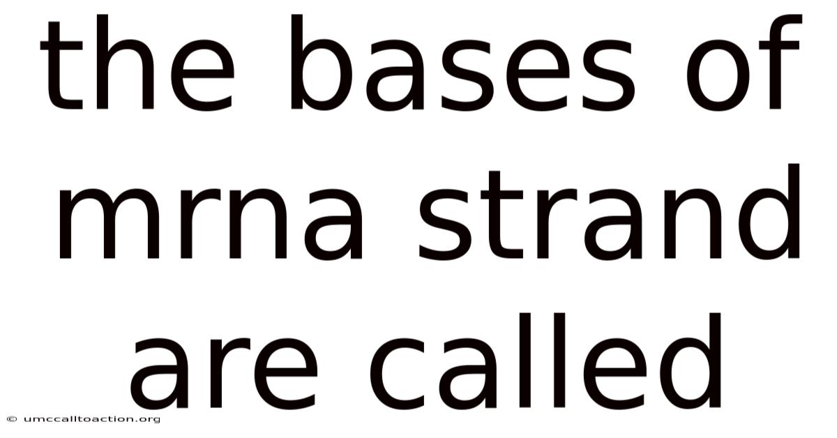The Bases Of Mrna Strand Are Called