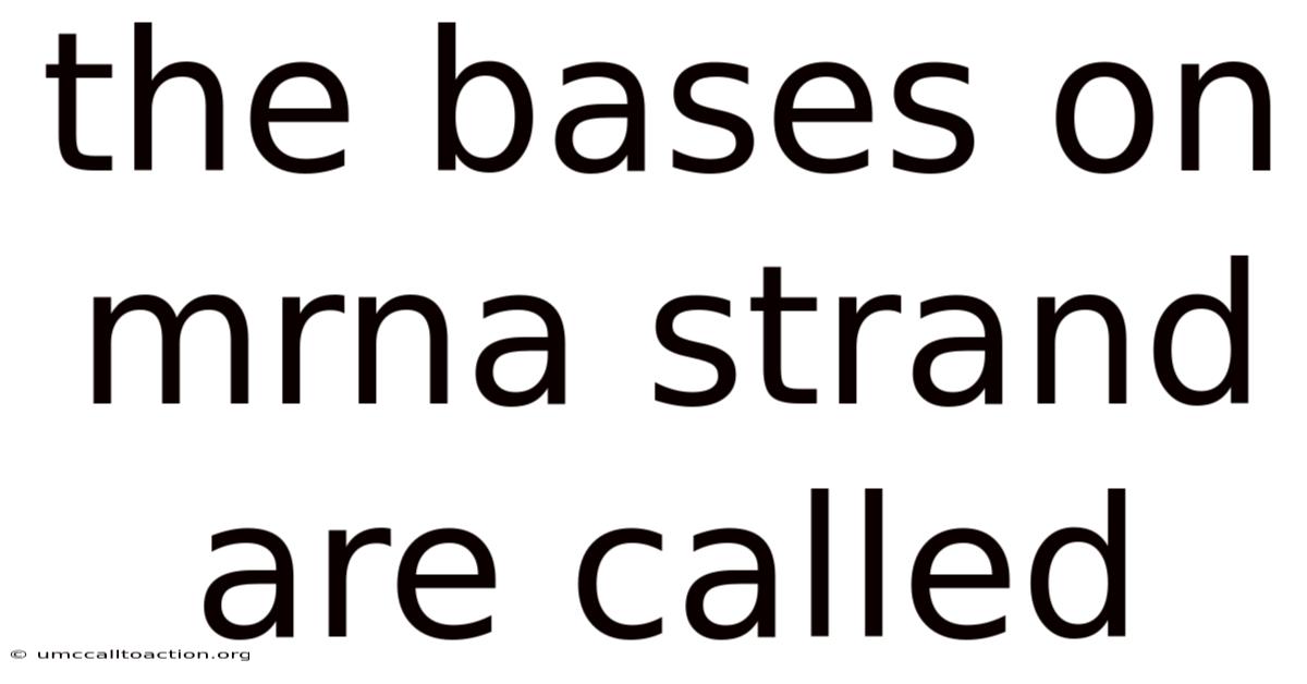 The Bases On Mrna Strand Are Called