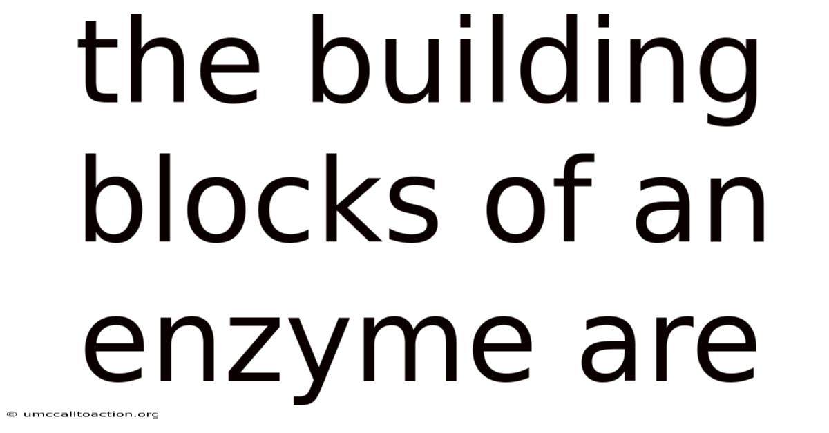 The Building Blocks Of An Enzyme Are