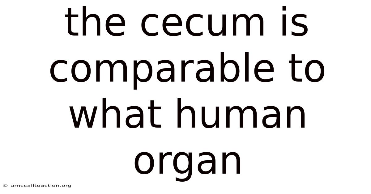 The Cecum Is Comparable To What Human Organ