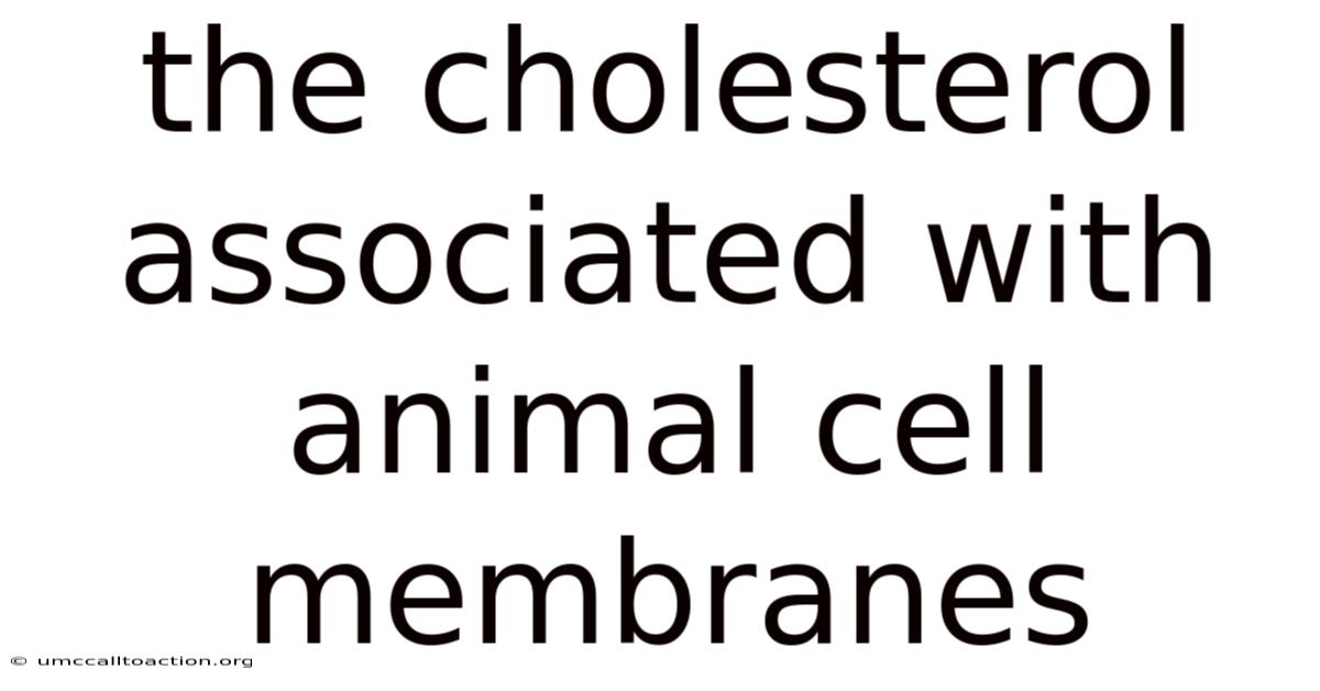 The Cholesterol Associated With Animal Cell Membranes