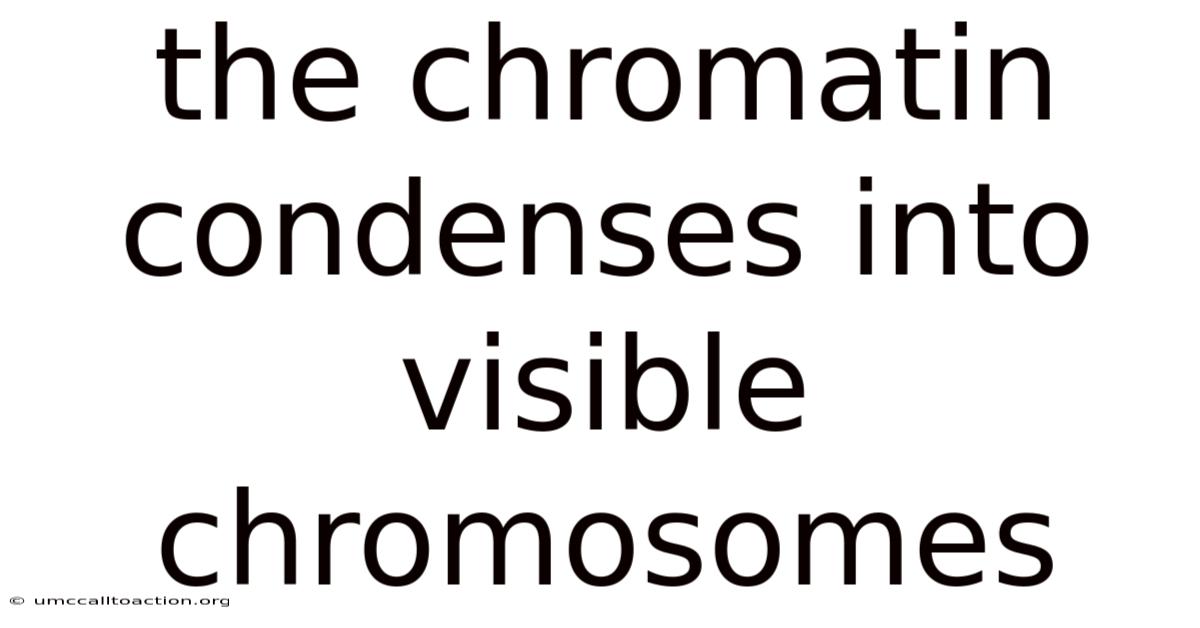 The Chromatin Condenses Into Visible Chromosomes