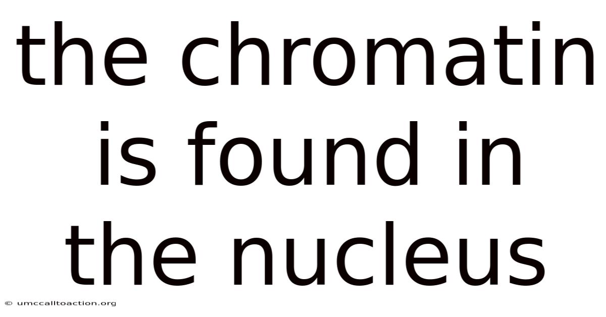 The Chromatin Is Found In The Nucleus