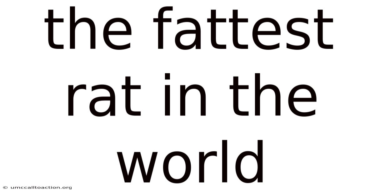 The Fattest Rat In The World