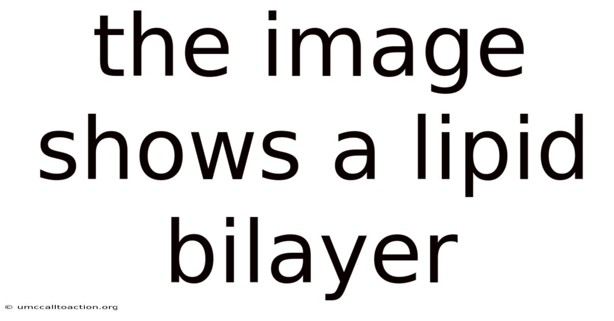 The Image Shows A Lipid Bilayer