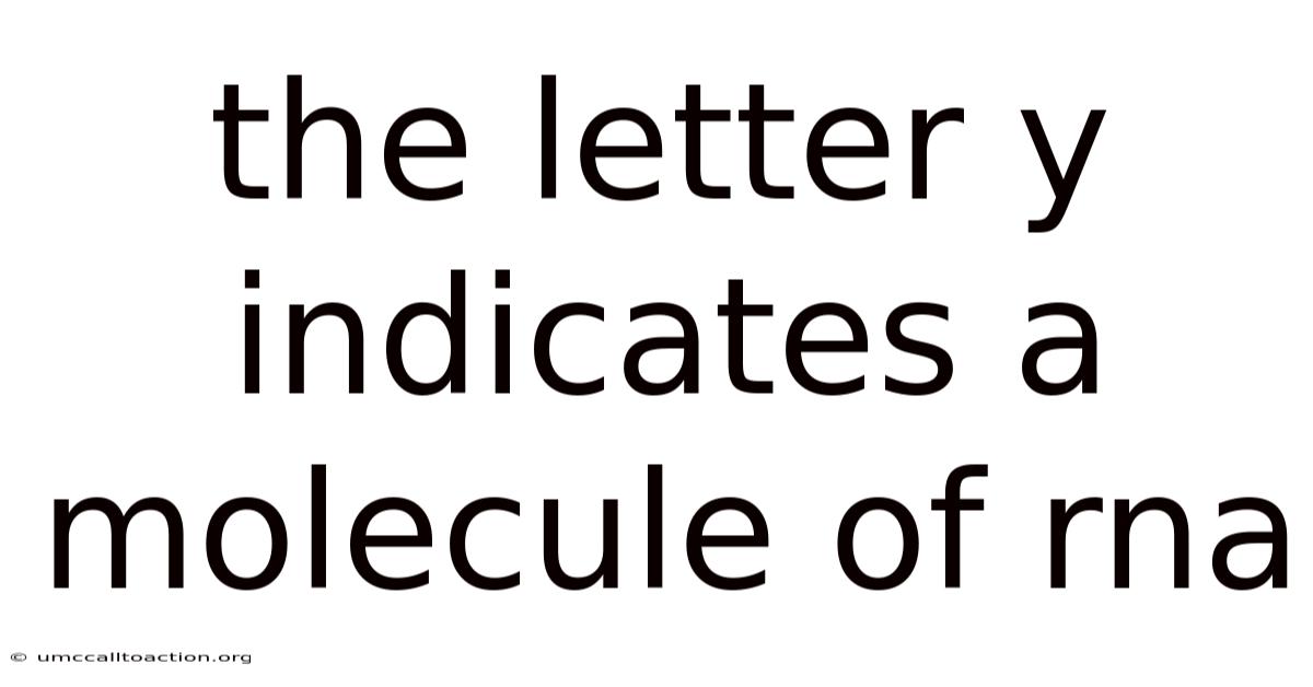 The Letter Y Indicates A Molecule Of Rna