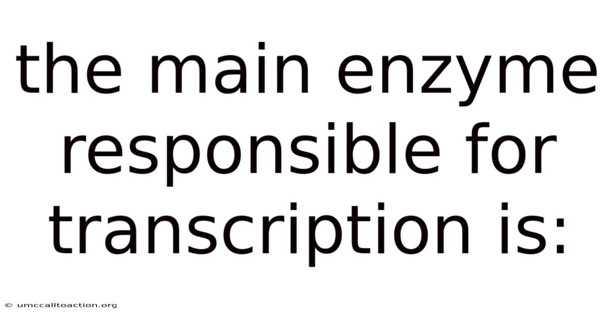 The Main Enzyme Responsible For Transcription Is: