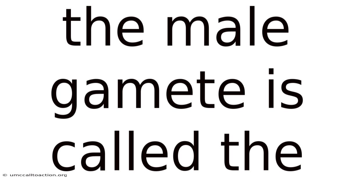 The Male Gamete Is Called The