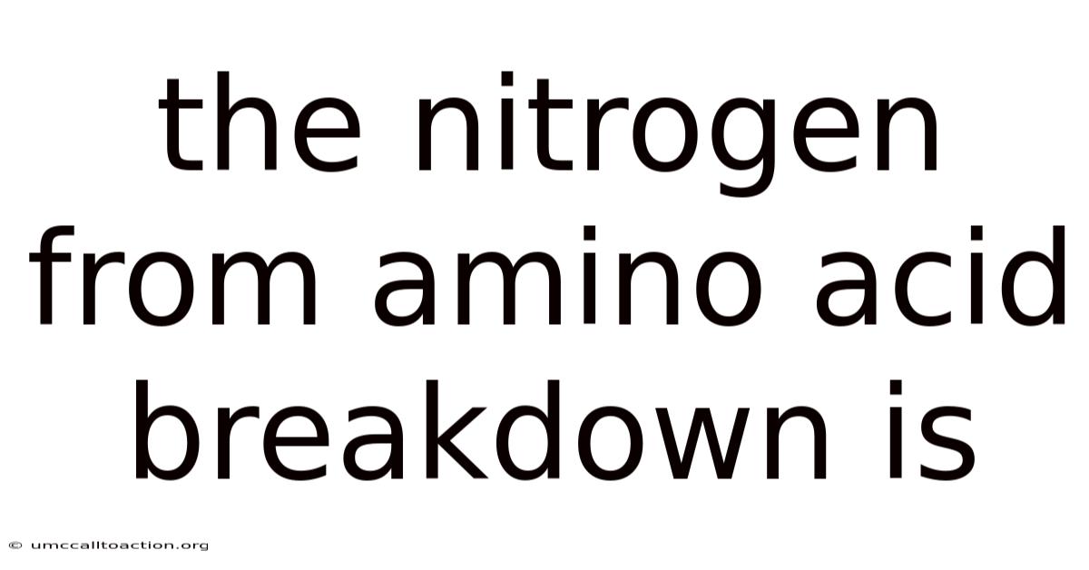 The Nitrogen From Amino Acid Breakdown Is