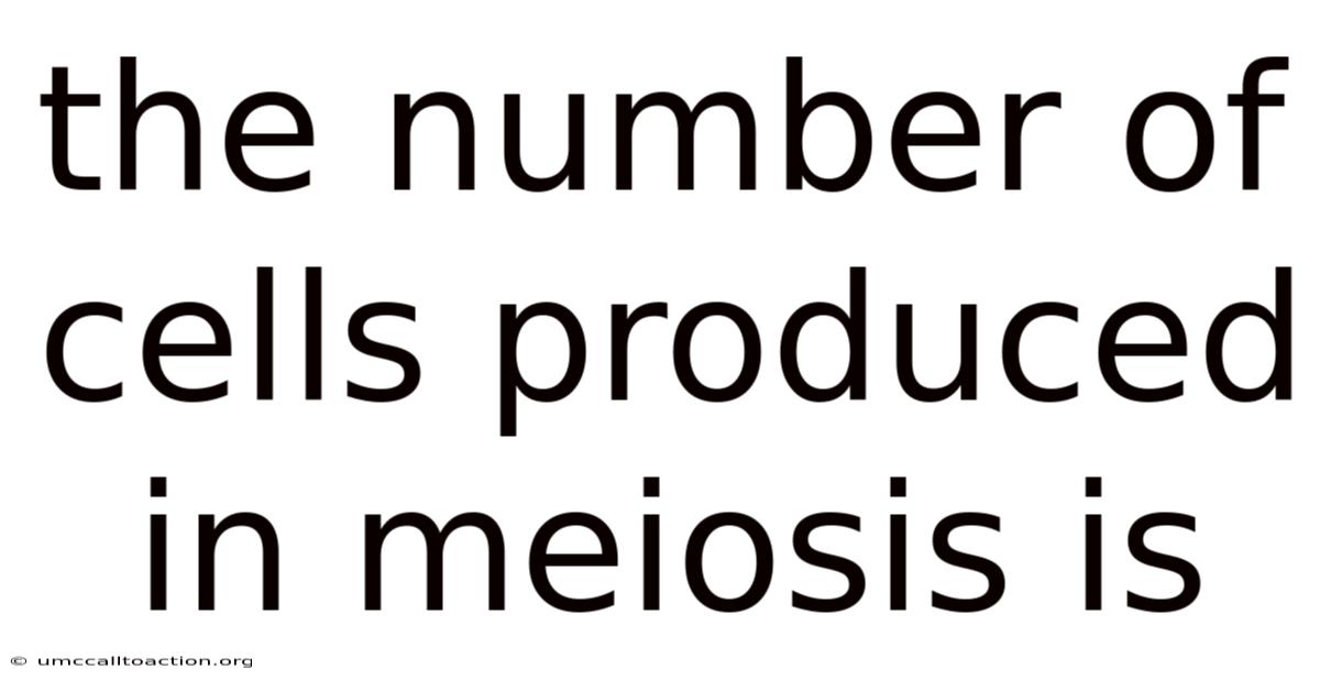 The Number Of Cells Produced In Meiosis Is