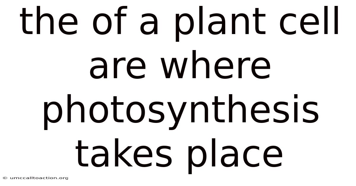The Of A Plant Cell Are Where Photosynthesis Takes Place