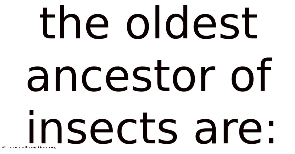 The Oldest Ancestor Of Insects Are: