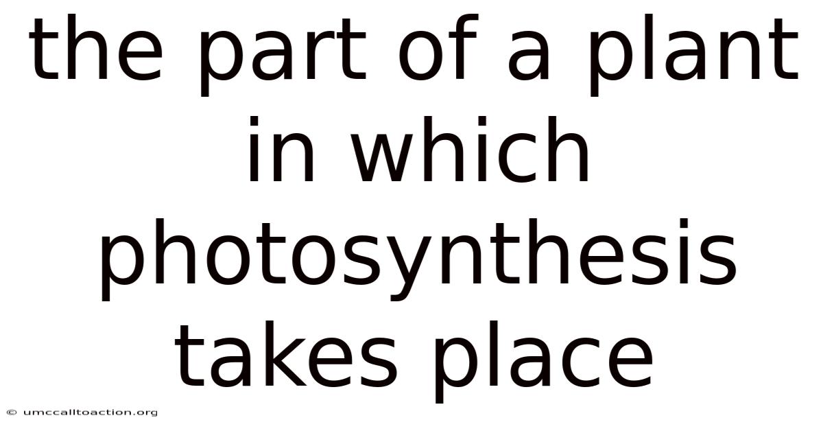 The Part Of A Plant In Which Photosynthesis Takes Place