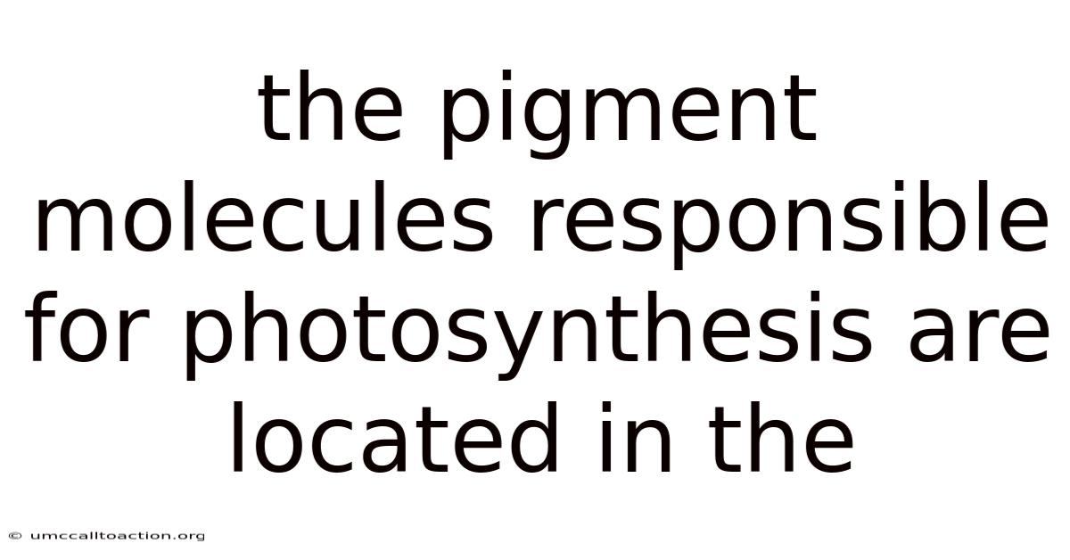 The Pigment Molecules Responsible For Photosynthesis Are Located In The