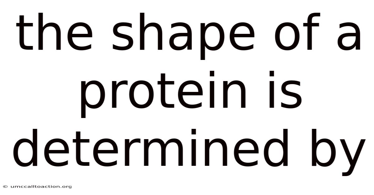 The Shape Of A Protein Is Determined By