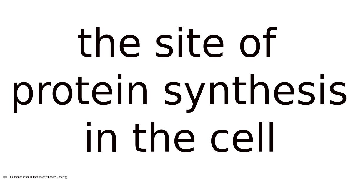 The Site Of Protein Synthesis In The Cell
