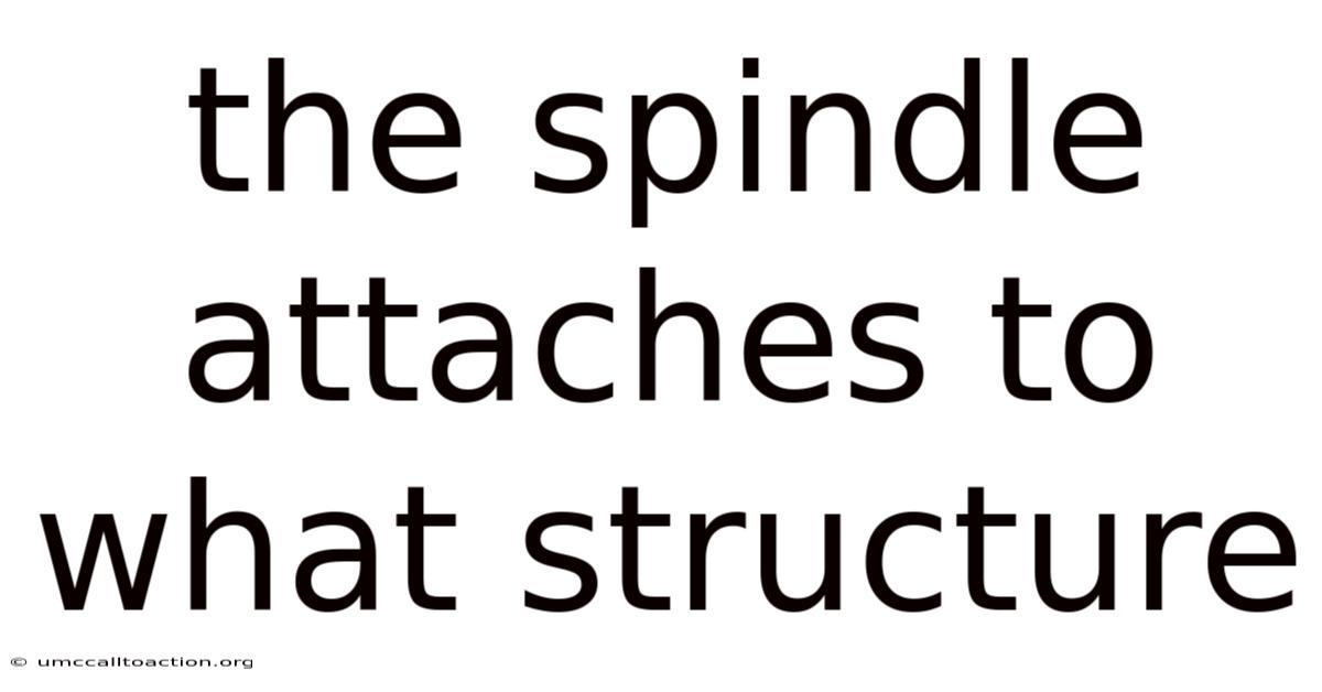 The Spindle Attaches To What Structure