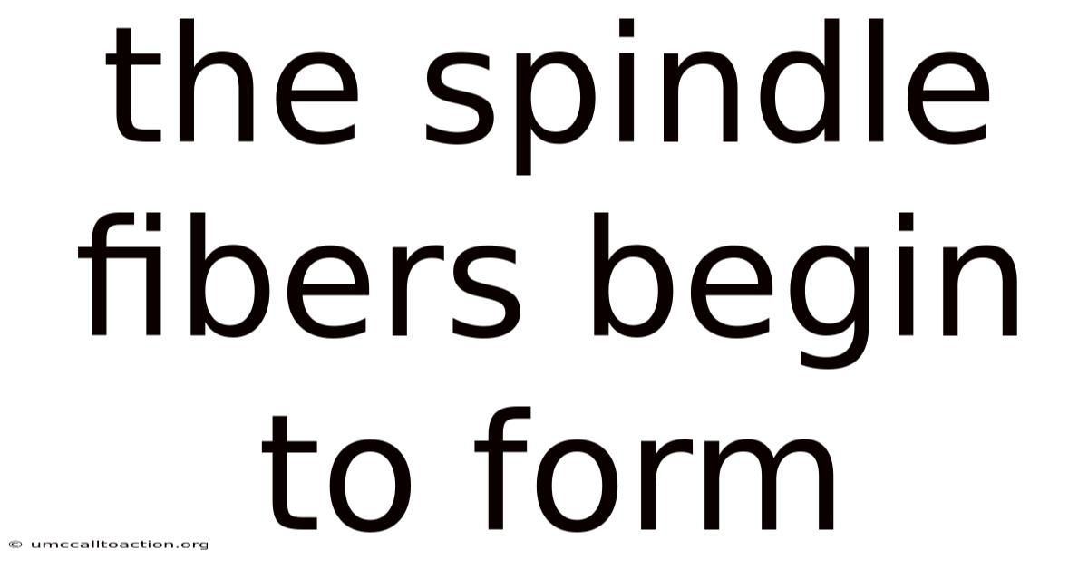 The Spindle Fibers Begin To Form