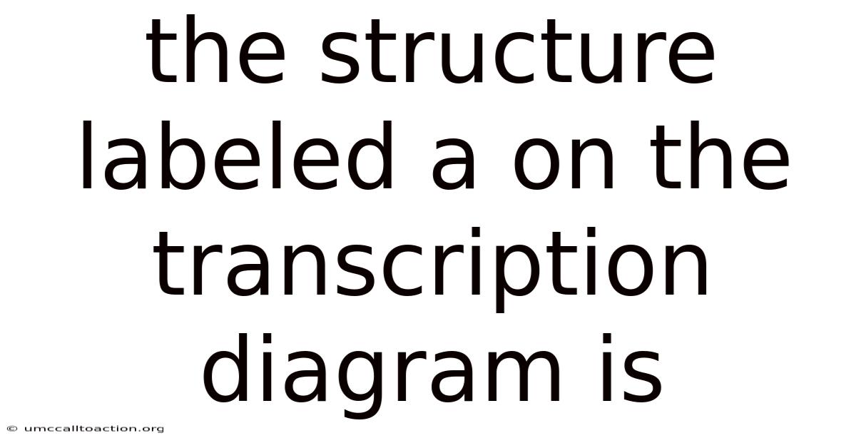 The Structure Labeled A On The Transcription Diagram Is