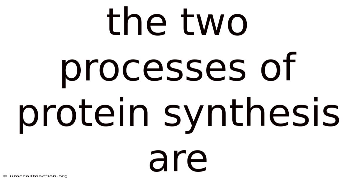 The Two Processes Of Protein Synthesis Are