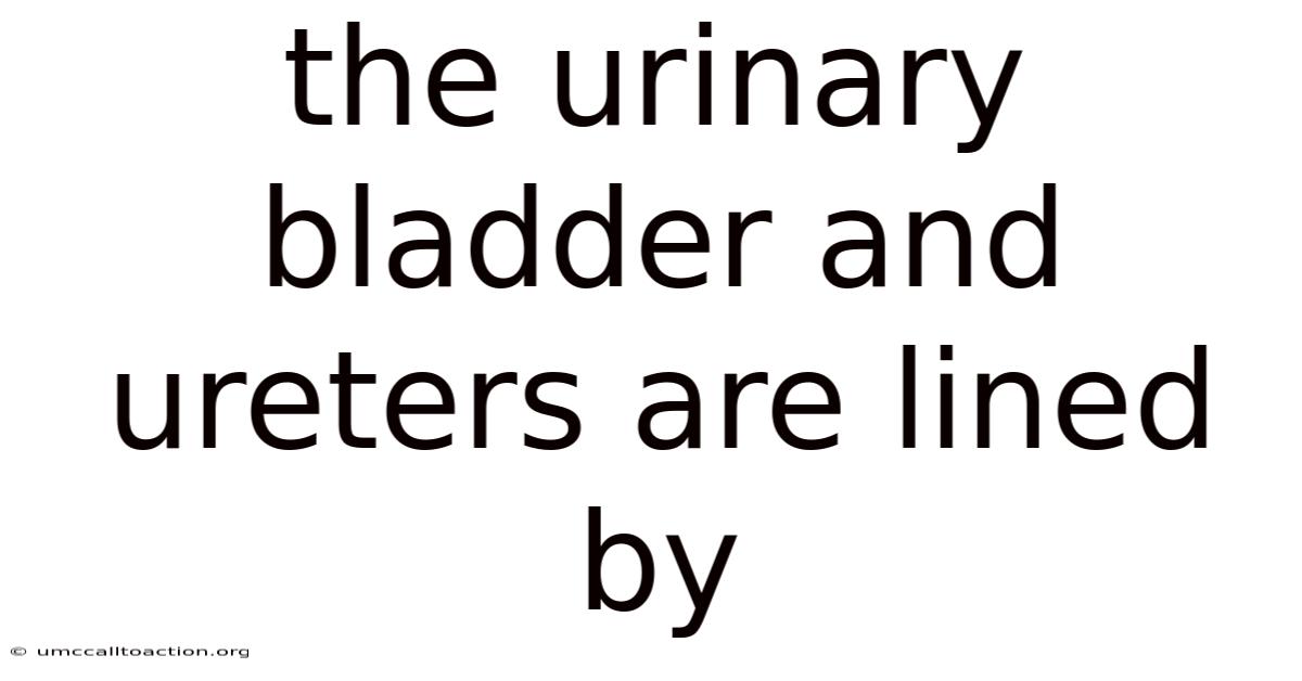 The Urinary Bladder And Ureters Are Lined By