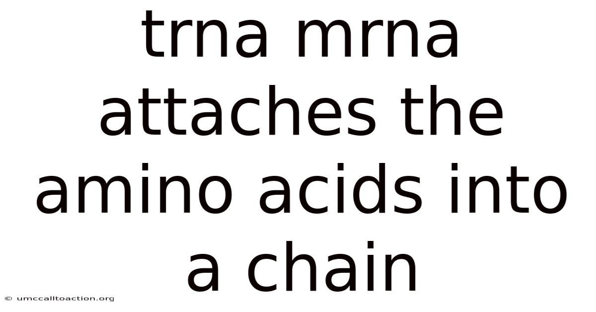 Trna Mrna Attaches The Amino Acids Into A Chain
