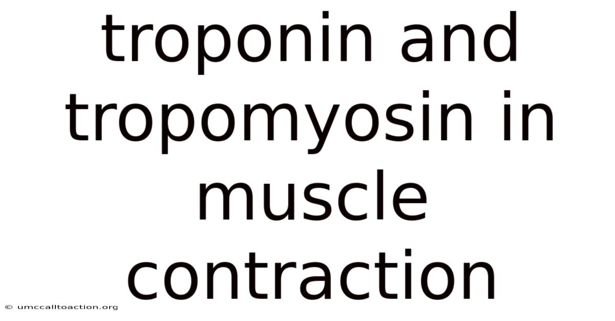 Troponin And Tropomyosin In Muscle Contraction