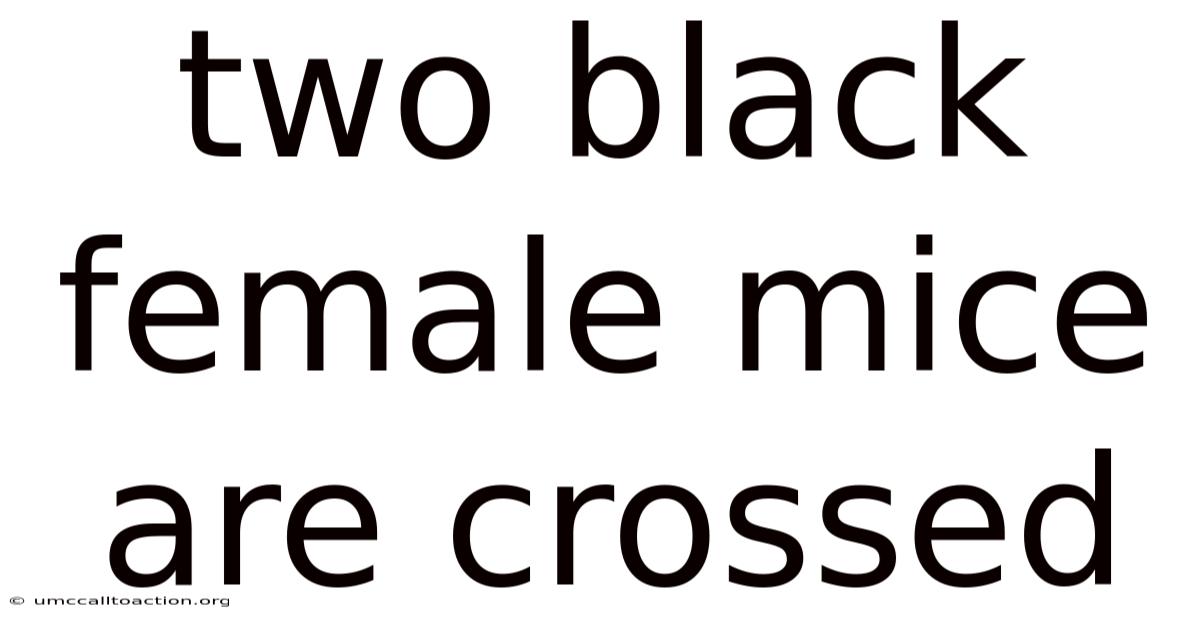 Two Black Female Mice Are Crossed