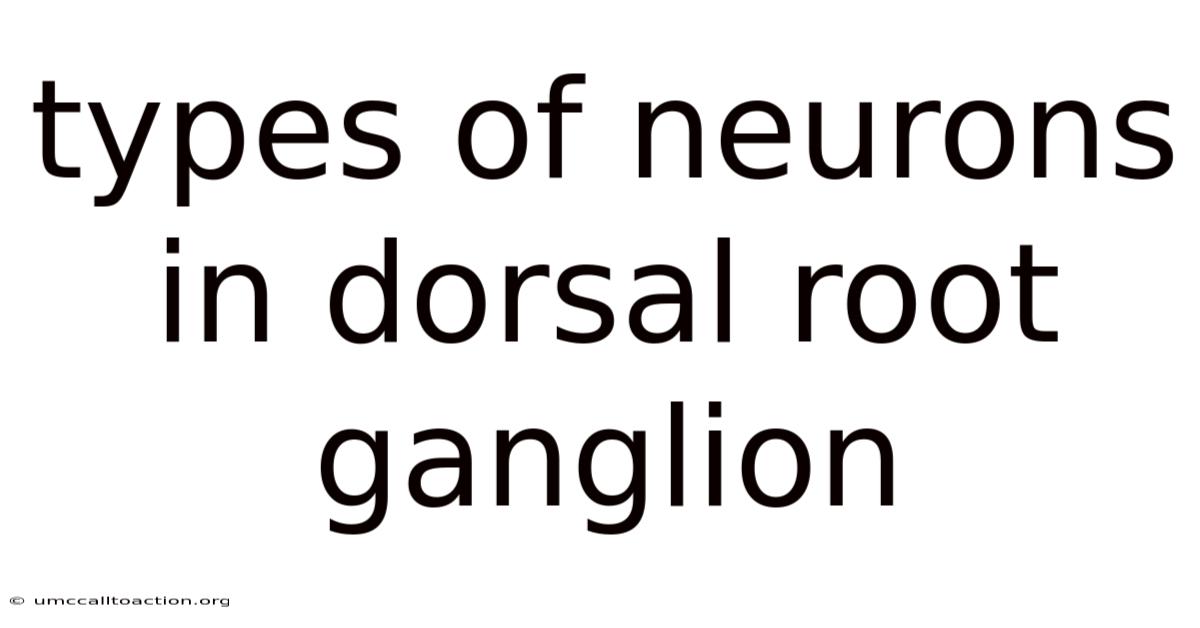 Types Of Neurons In Dorsal Root Ganglion