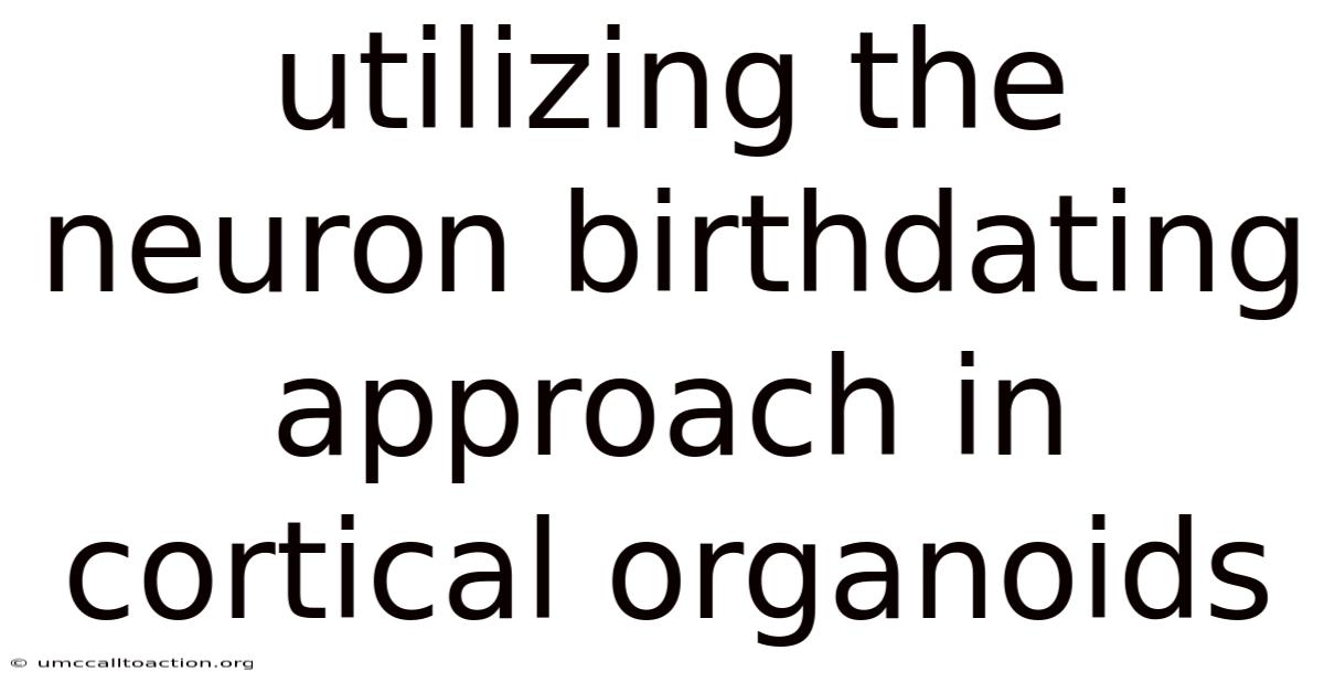Utilizing The Neuron Birthdating Approach In Cortical Organoids