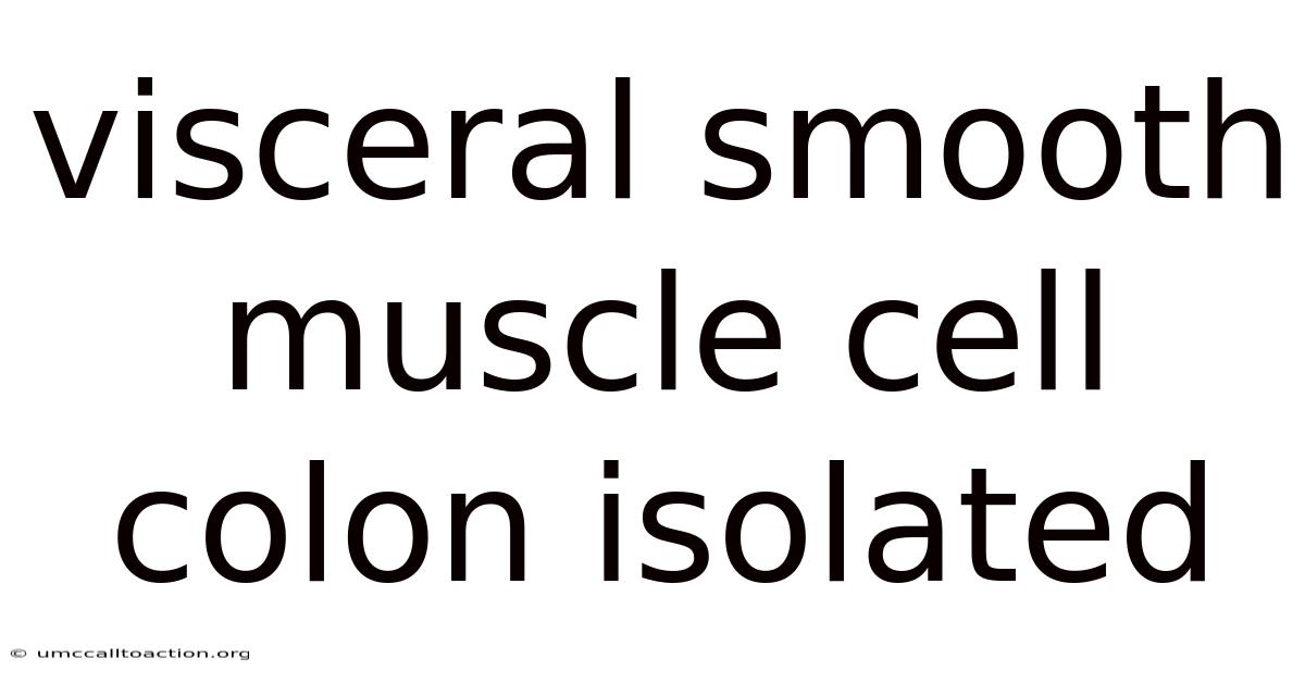 Visceral Smooth Muscle Cell Colon Isolated