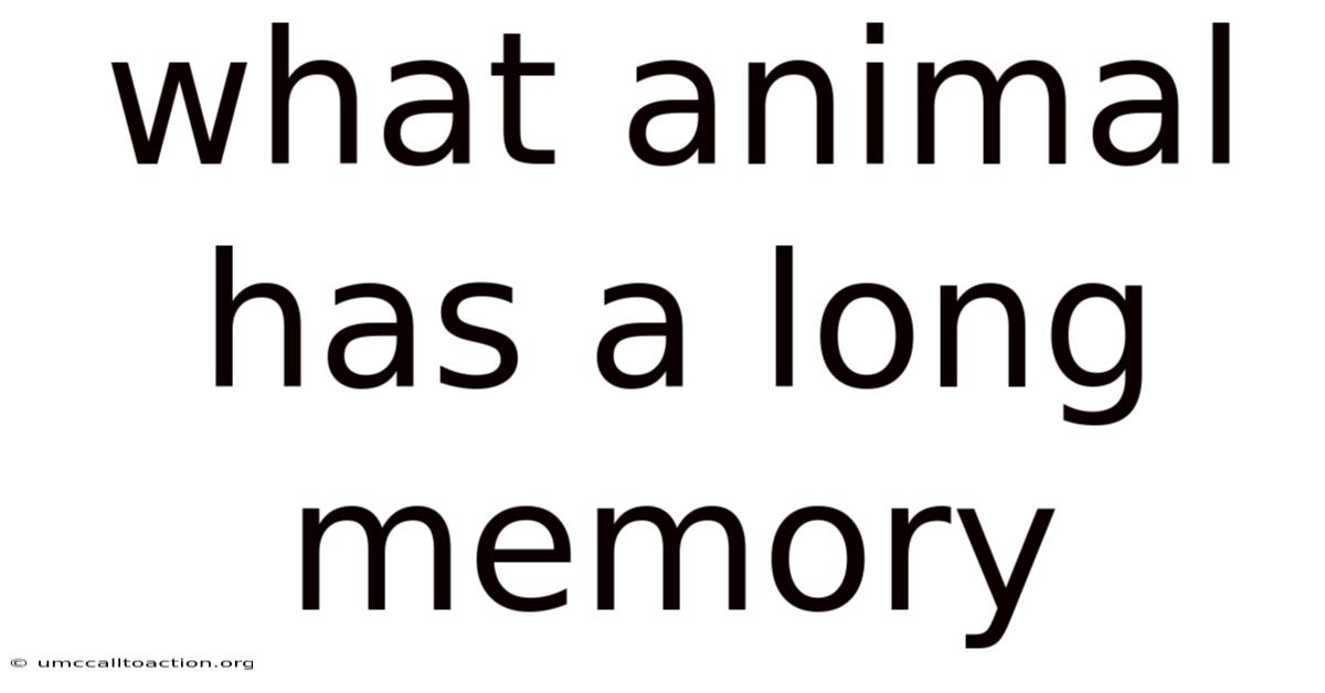 What Animal Has A Long Memory