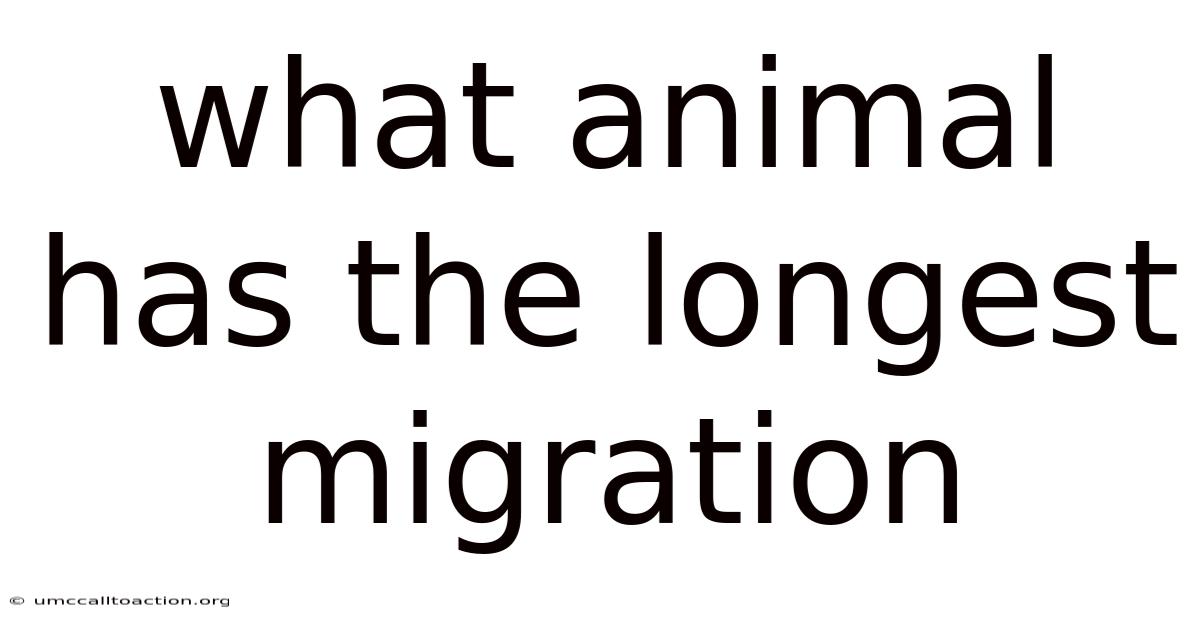 What Animal Has The Longest Migration