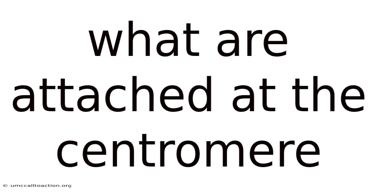 What Are Attached At The Centromere