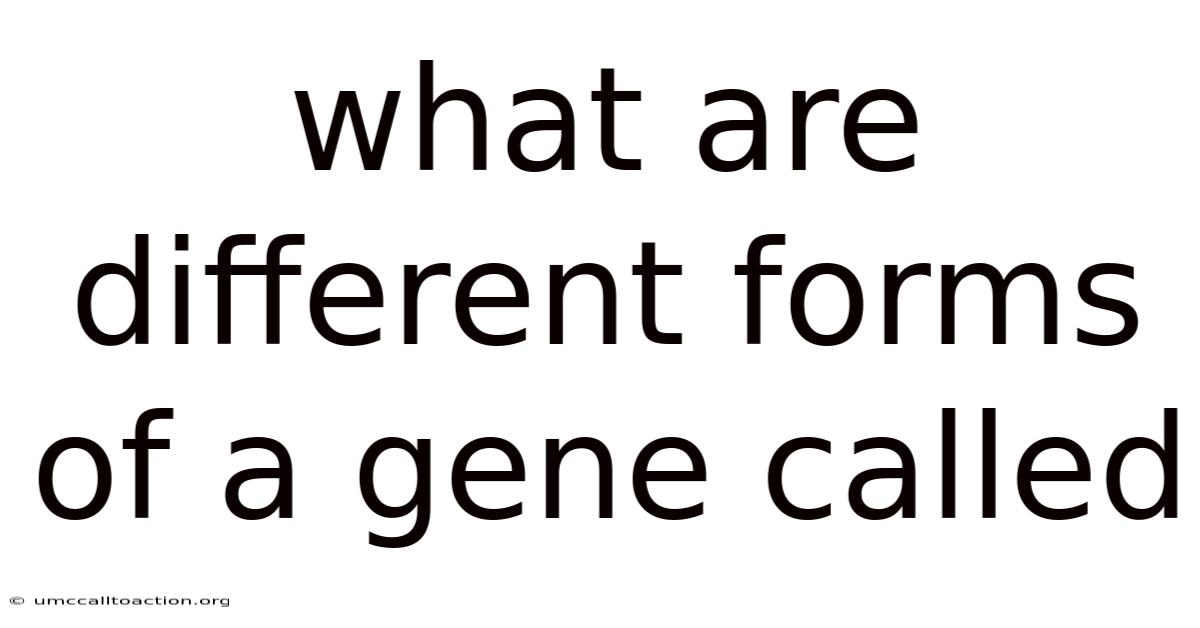 What Are Different Forms Of A Gene Called