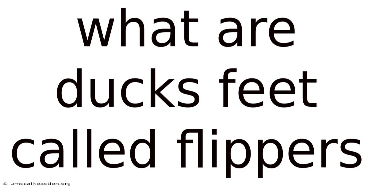 What Are Ducks Feet Called Flippers