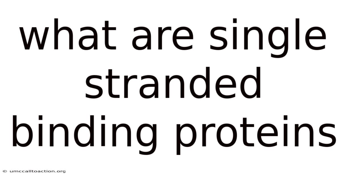 What Are Single Stranded Binding Proteins