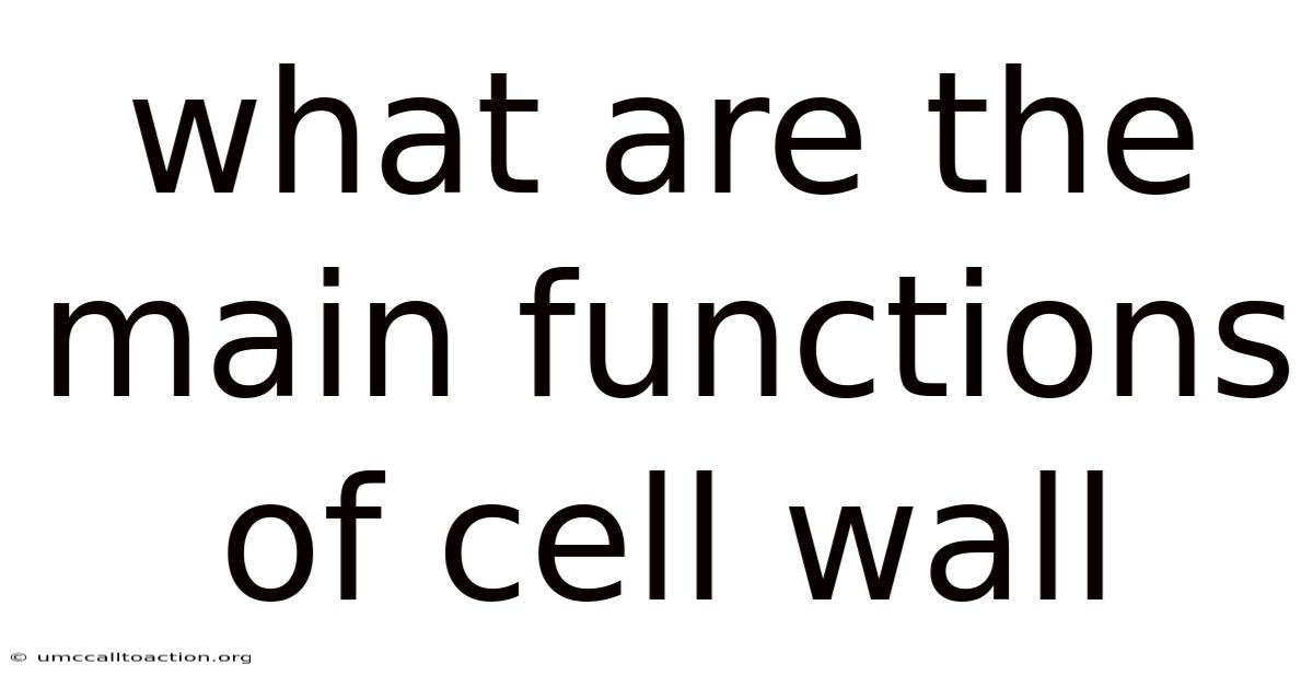 What Are The Main Functions Of Cell Wall