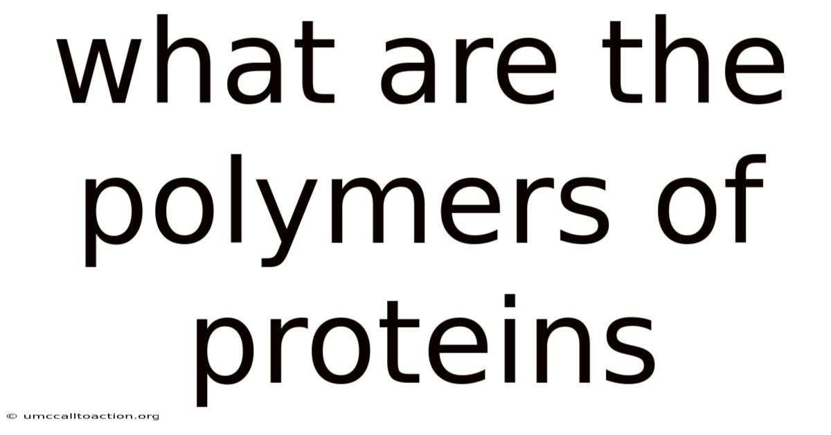 What Are The Polymers Of Proteins