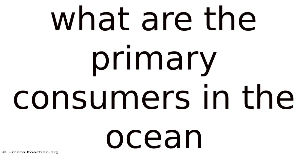 What Are The Primary Consumers In The Ocean