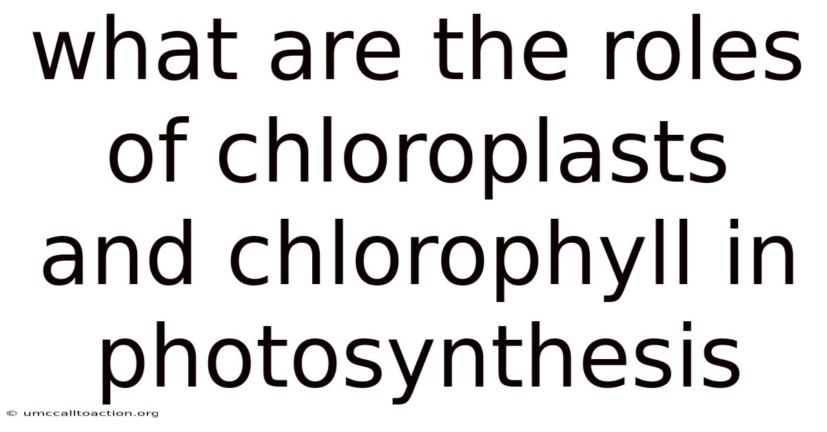 What Are The Roles Of Chloroplasts And Chlorophyll In Photosynthesis